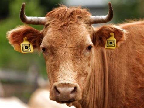 animal husbandry rfid chips|rfid for cattle.